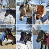 Ponys im Schnee (c)